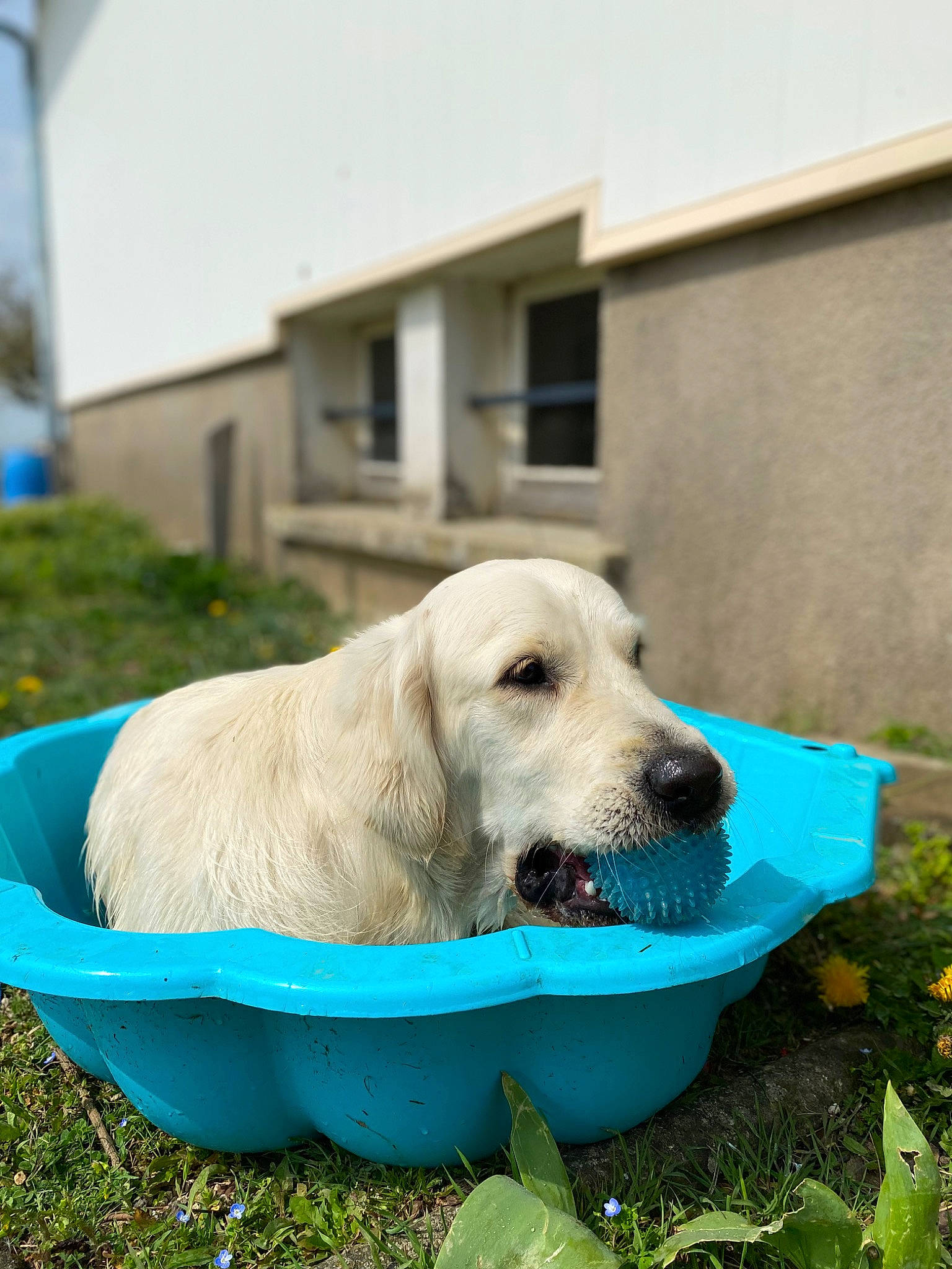 Roméo a rejoint le concours — aidez-le/la à gagner de superbes lots ! building, canidae, carnivore, companion_dog, dog, dog_breed, dog_supply, fawn, grass, gun_dog, pet_supply, plant, recreation, sky, snout, sporting_group, water, window, working_animal