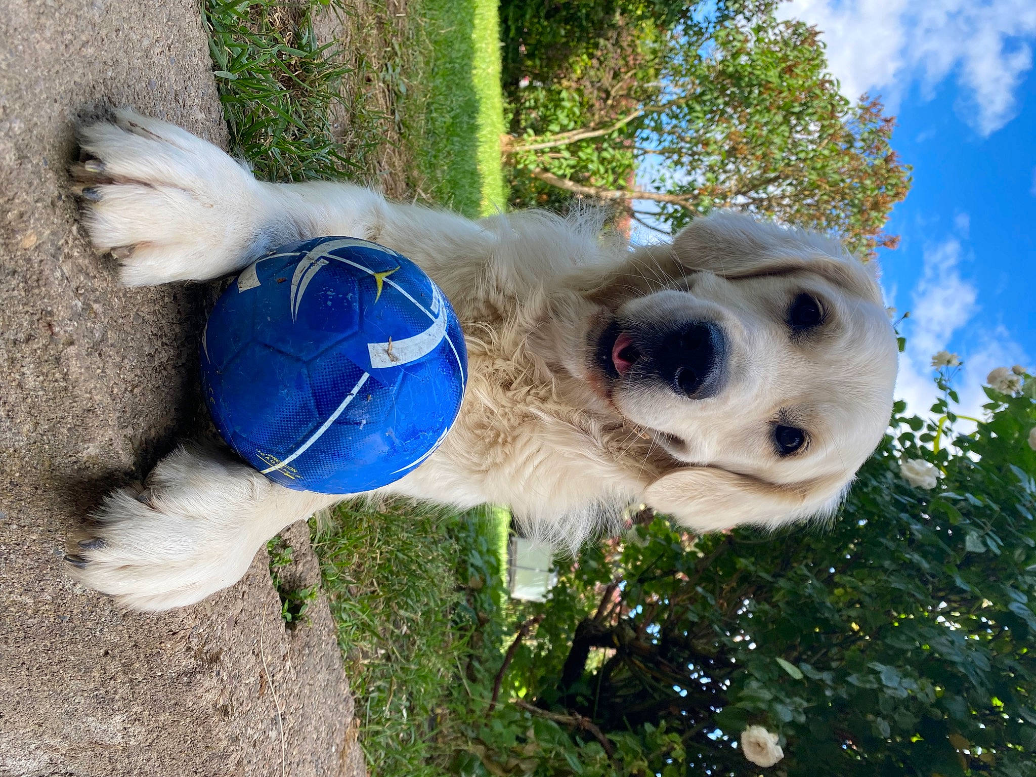 Roméo participe au concours pour gagner de l'argent avec cette photo : canidae, carnivore, cloud, collar, companion_dog, dog, dog_breed, dog_clothes, dog_collar, dog_supply, electric_blue, fawn, grass, pet_supply, plant, sky, sporting_group, tail, tree, working_animal