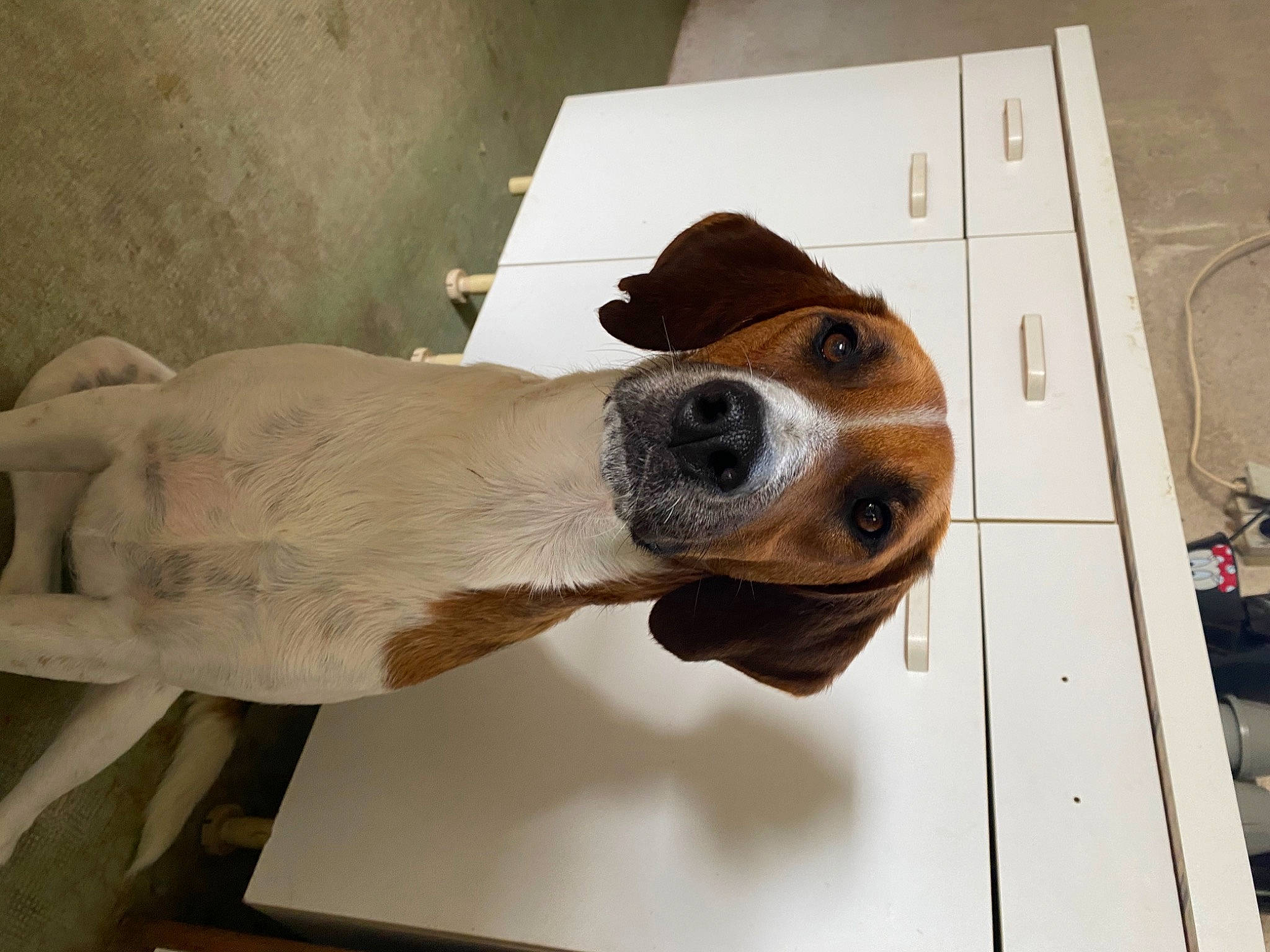 Sulky a rejoint le concours — aidez-le/la à gagner de superbes lots ! canidae, carnivore, collar, comfort, companion_dog, dog, dog_breed, dog_collar, ear, eyewear, fawn, fur, non_sporting_group, pet_supply, snout, sporting_group, whiskers, wood, working_animal