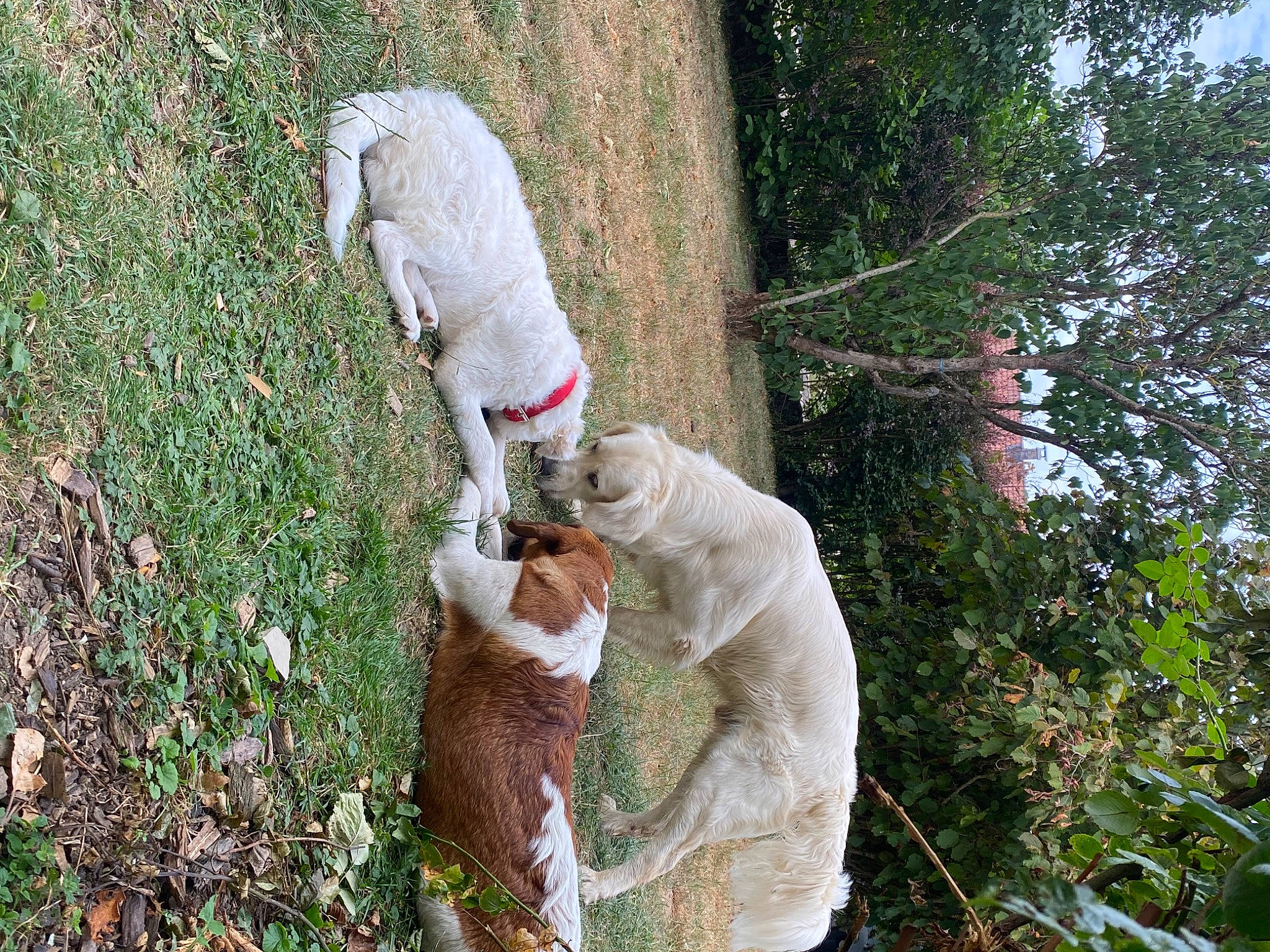 Jerry participe au concours pour gagner de l'argent avec cette photo : canidae, carmine, carnivore, fawn, fur, grass, groundcover, natural_material, organism, people_in_nature, plant, shrub, soil, sporting_group, tail, terrestrial_animal, terrestrial_plant, tree, trunk, woody_plant