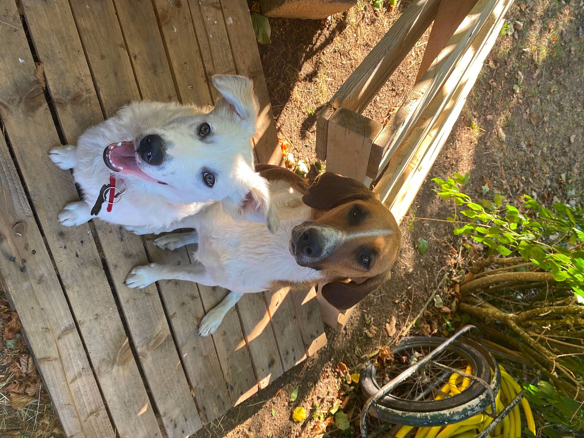 Jerry a rejoint le concours — aidez-le/la à gagner de superbes lots ! animal_shelter, ball, canidae, carnivore, companion_dog, dog, dog_breed, door, fawn, football, grass, non_sporting_group, plant, snout, soil, sporting_group, tail, twig, wood, working_animal