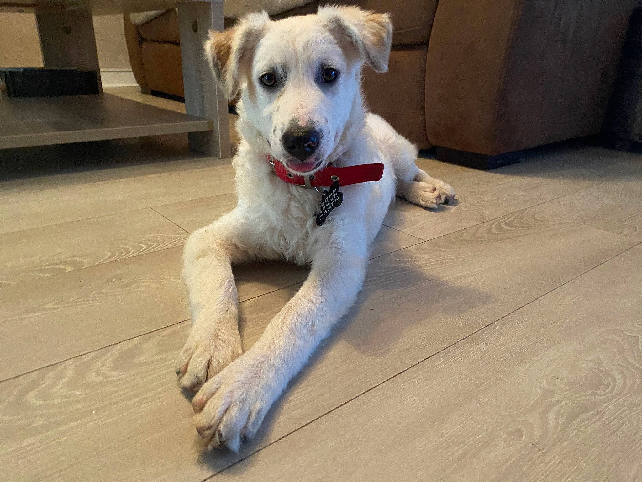 Jerry a rejoint le concours — aidez-le/la à gagner de superbes lots ! canidae, carnivore, collar, companion_dog, dog, dog_breed, dog_collar, dog_supply, fawn, flooring, hardwood, leash, non_sporting_group, paw, sporting_group, tail, terrier, wood, wood_flooring