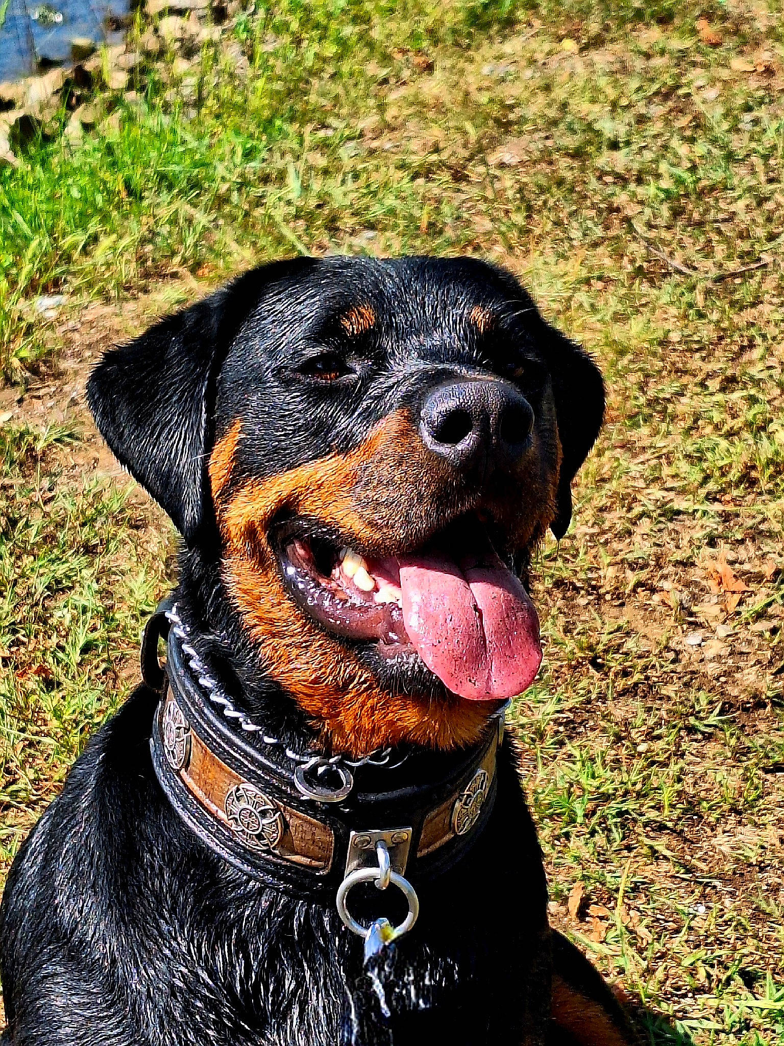 Ragnar is registered to the contest to win money with this photo: canidae, carnivore, collar, companion_dog, dog, dog_breed, dog_collar, dog_supply, fawn, grass, guard_dog, hound, liver, pet_supply, plant, snout, sporting_group, working_animal, working_dog