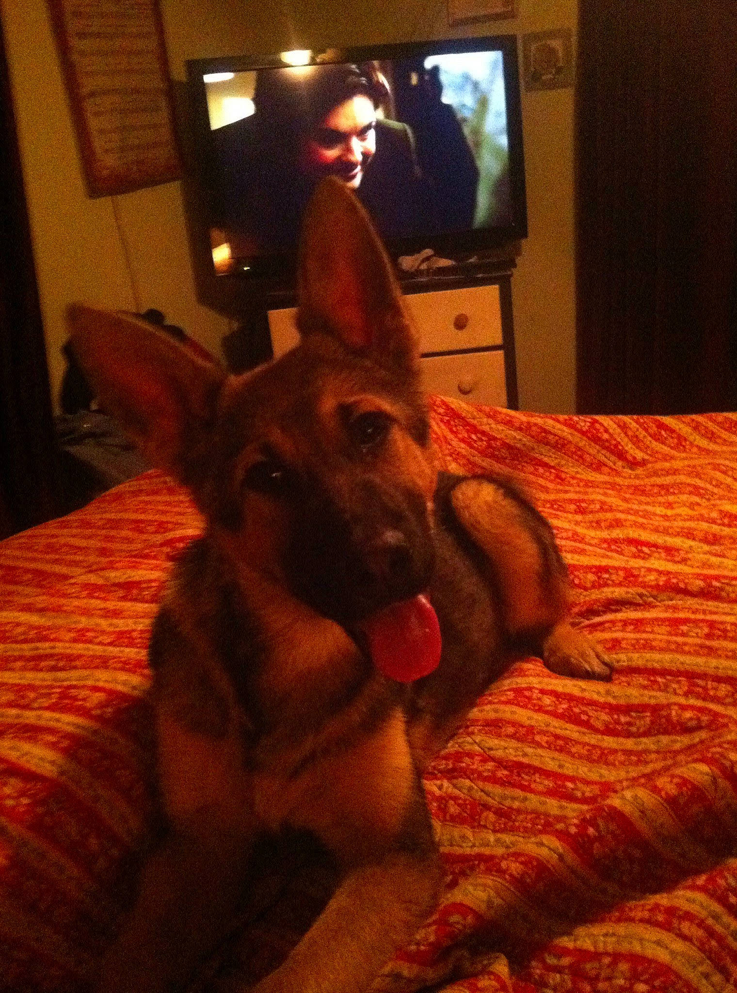 Shila R I P is registered to the contest to win money with this photo: dog, dog_breed, dog_breed_group, dog_like_mammal, ear, fur, joy, person, snout