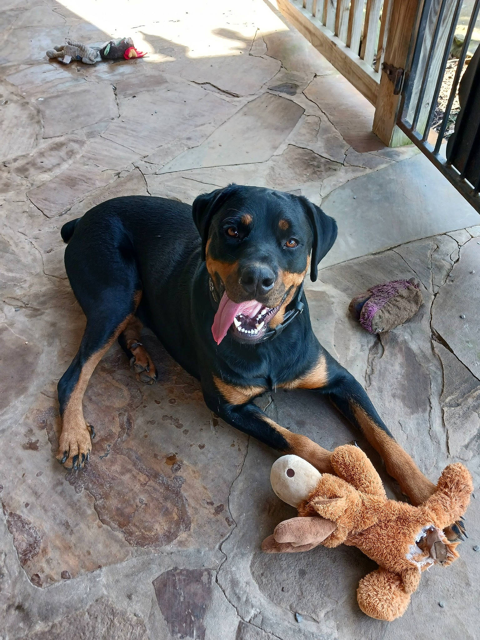Ragnar is registered to the contest to win money with this photo: carnivore, comfort, companion_dog, dog, dog_breed, flooring, fur, guard_dog, hound, hunting_dog, paw, porch, road_surface, snout, sporting_group, working_animal, working_dog