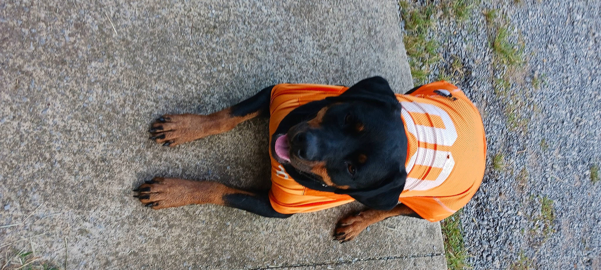 Ragnar is registered to the contest to win money with this photo: asphalt, canidae, carnivore, companion_dog, dog, dog_breed, dog_clothes, dog_supply, fawn, grass, guard_dog, hat, personal_protective_equipment, plant, road_surface, snout, sporting_group, tail, vertebrate, working_animal