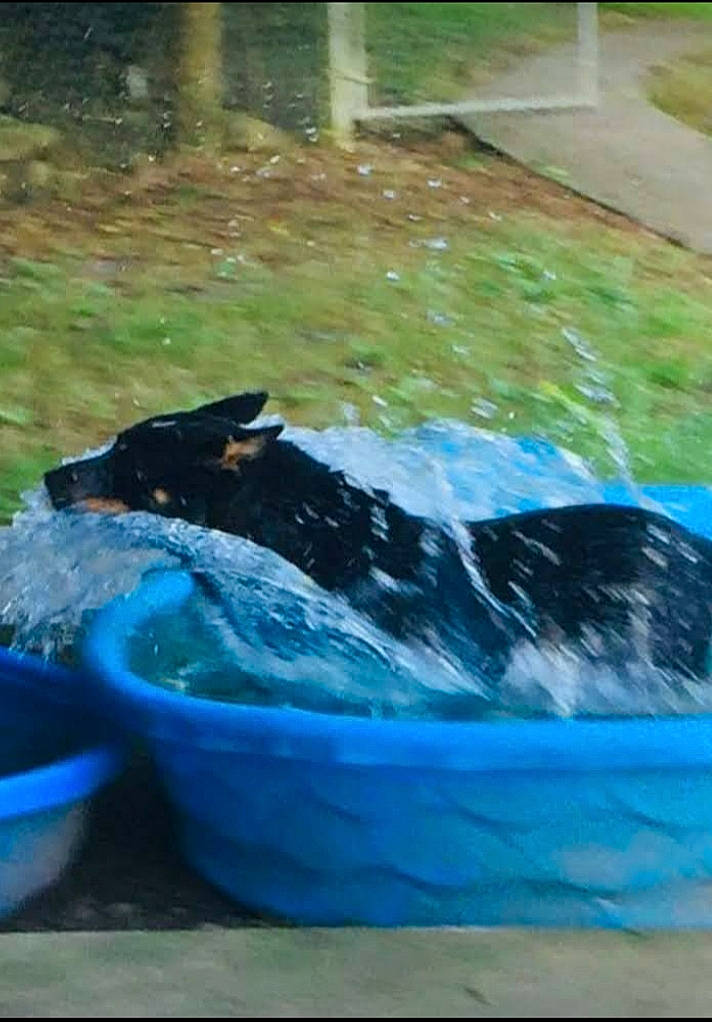 Sammiejoe joined the competition — help win amazing prizes! blue, canidae, carnivore, companion_dog, dog, dog_breed, electric_blue, felidae, grass, leisure, liquid, mammal, recreation, small_to_medium_sized_cats, sporting_group, tail, terrestrial_animal, tints_and_shades, vertebrate, water