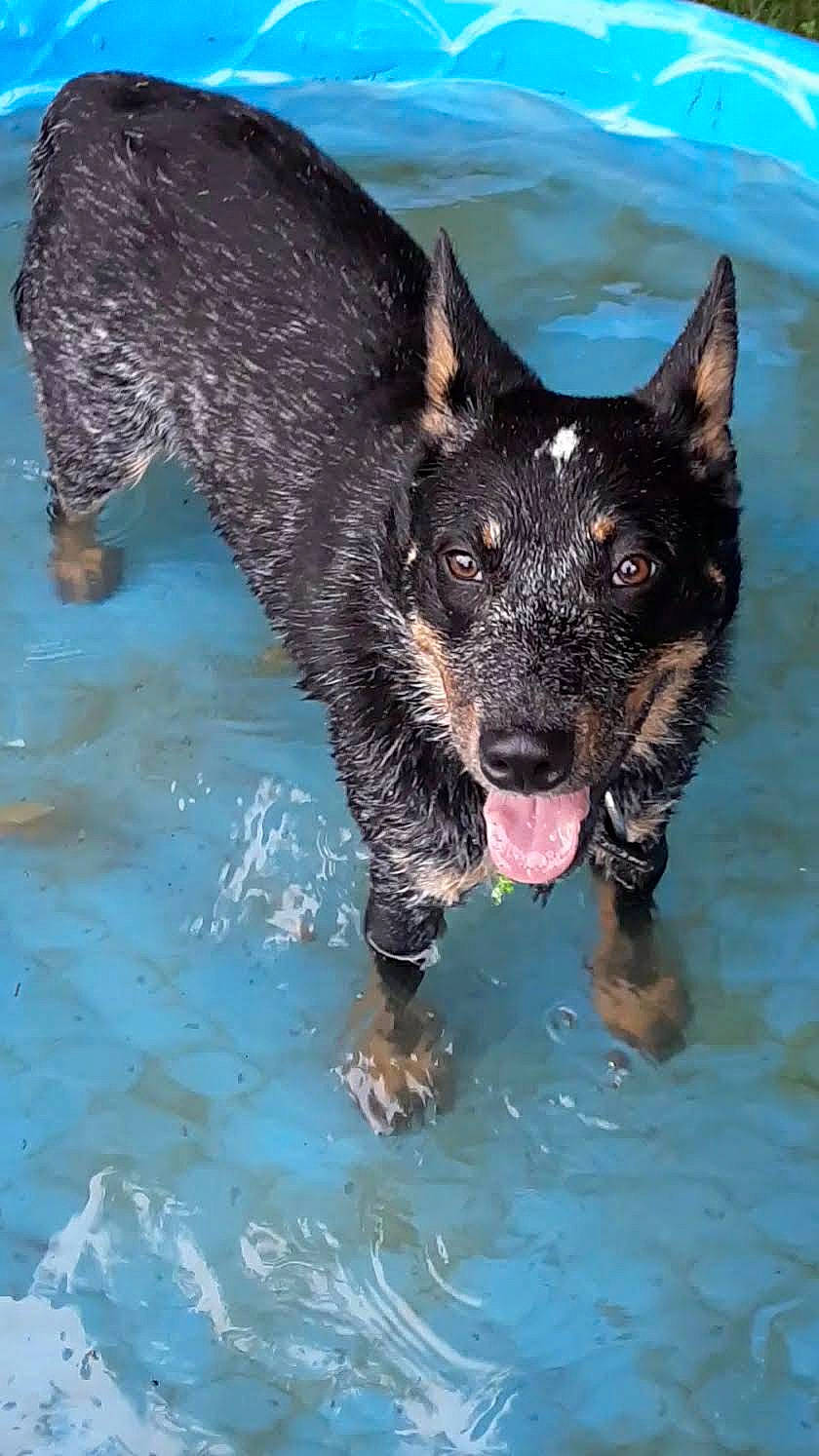 Sammiejoe is registered to the contest to win money with this photo: canidae, carnivore, companion_dog, dog, dog_breed, electric_blue, fang, fawn, guard_dog, liquid, liver, non_sporting_group, snout, sporting_group, terrestrial_animal, water, whiskers, wildlife, working_animal, working_dog