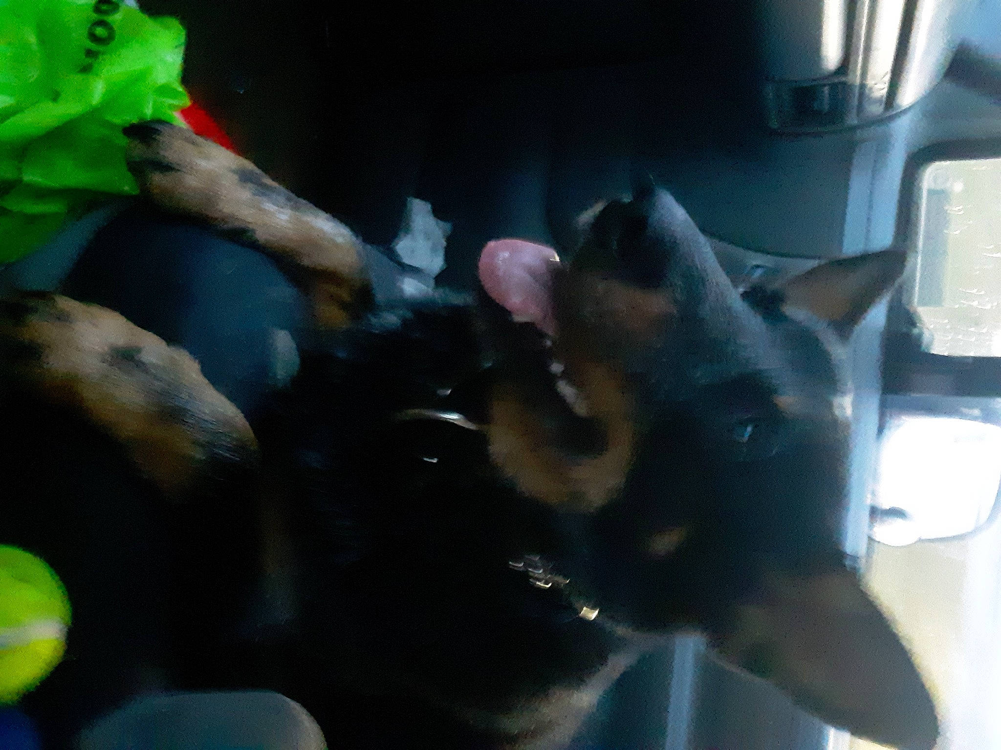 Sammiejoe joined the competition — help win amazing prizes! aquatic_plant, auto_part, carnivore, companion_dog, dog, dog_breed, fawn, feeder_fish, fish, german_shepherd_dog, gesture, green, herding_dog, leaf_vegetable, light, organism, tail, underwater, vehicle_door, windshield