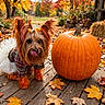 autumn, bow, costume, cute, dog, fall, garden, harvest, leaves, orange, outdoor, pet, plaid, portrait, pumpkin, small_dog, tongue_out, tutu, wooden_deck, yorkshire_terrier