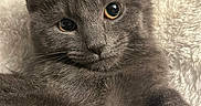 Jasper joined the competition — help win amazing prizes! animal, blanket, cat, close_up, cozy, cute, eyes, face, feline, fluffy, fur, gray_cat, indoors, laying_down, mammal, pet, portrait, resting, soft, whiskers