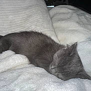 Jasper joined the competition — help win amazing prizes! animal, blanket, cat, comfort, cozy, cute, fur, furry, gray_fur, indoor, kitten, nap, peaceful, pet, relaxation, resting, sleeping, soft, warm, white