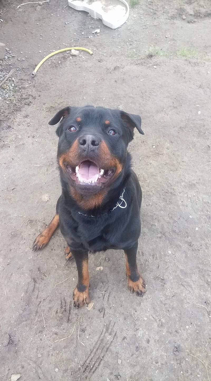 Heiko a rejoint le concours — aidez-le/la à gagner de superbes lots ! canidae, carlin_pinscher, carnivore, companion_dog, dog, dog_breed, mammal, molosser, rottweiler, snout, vertebrate, working_dog