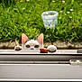 Haru participe au concours pour gagner de l'argent avec cette photo : cat, curious, paws, windowsill, green_grass, garden, outdoor, sunlight, pet, animal, white_cat, black_spots, close_up, nature, small_object, playful, window, feline, daylight, nose
