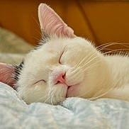 Haru participe au concours pour gagner de l'argent avec cette photo : cat, sleeping, white_cat, pink_nose, whiskers, close_up, soft_texture, blanket, indoor, cozy, relaxation, peaceful, pet, feline, cute, animal, resting, fur, ear, calm