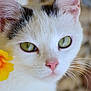 Haru participe au concours pour gagner de l'argent avec cette photo : cat, white_cat, green_eyes, close_up, flower, yellow_flower, whiskers, pink_nose, curious, pet, feline, animal, soft_background, outdoor, nature, portrait, cute, fur, black_markings, domestic_animal