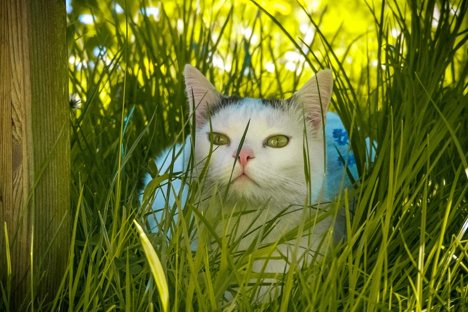 Haru