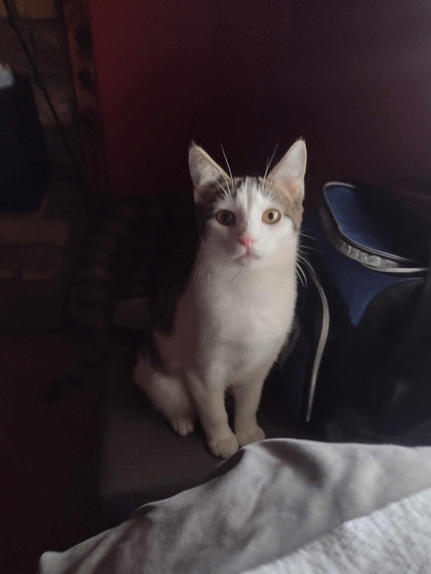 Maverick is registered to the contest to win money with this photo: cat, pet, indoor, animal, curious, sitting, feline, chair, white, brown, ears, whiskers, cute, domestic, fur, eyes, face, looking, soft_light, shadow