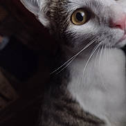 Maverick is registered to the contest to win money with this photo: cat, close_up, curious, yellow_eyes, pink_nose, whiskers, tabby, white_fur, animal, pet, indoor, portrait, feline, soft_light, face, ear, fur_pattern, whiskers_detail, cute, domestic_cat