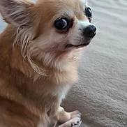 Iris a rejoint le concours — aidez-le/la à gagner de superbes lots ! animal, bed, canine, chihuahua, companion, cute, dog, domestic_animal, ears, expression, fluffy, fur, indoor, looking_away, nose, pet, portrait, sitting, small_dog, soft_lighting
