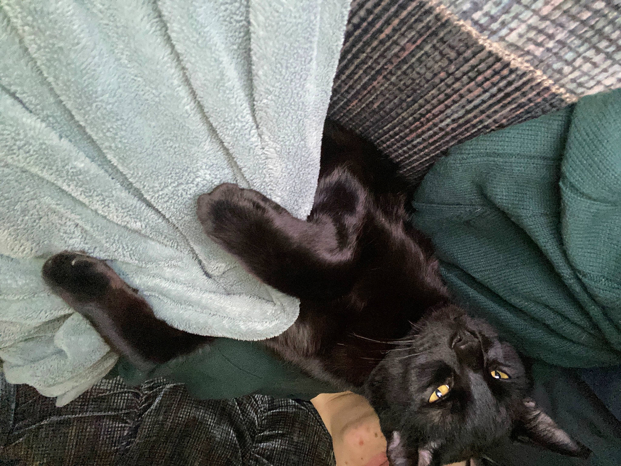 Charlie Bear joined the competition — help win amazing prizes! bombay, carnivore, cat, claw, comfort, companion_dog, dog, dog_breed, felidae, foot, fur, gesture, grey, human_leg, liver, paw, small_to_medium_sized_cats, sporting_group, tail, tints_and_shades