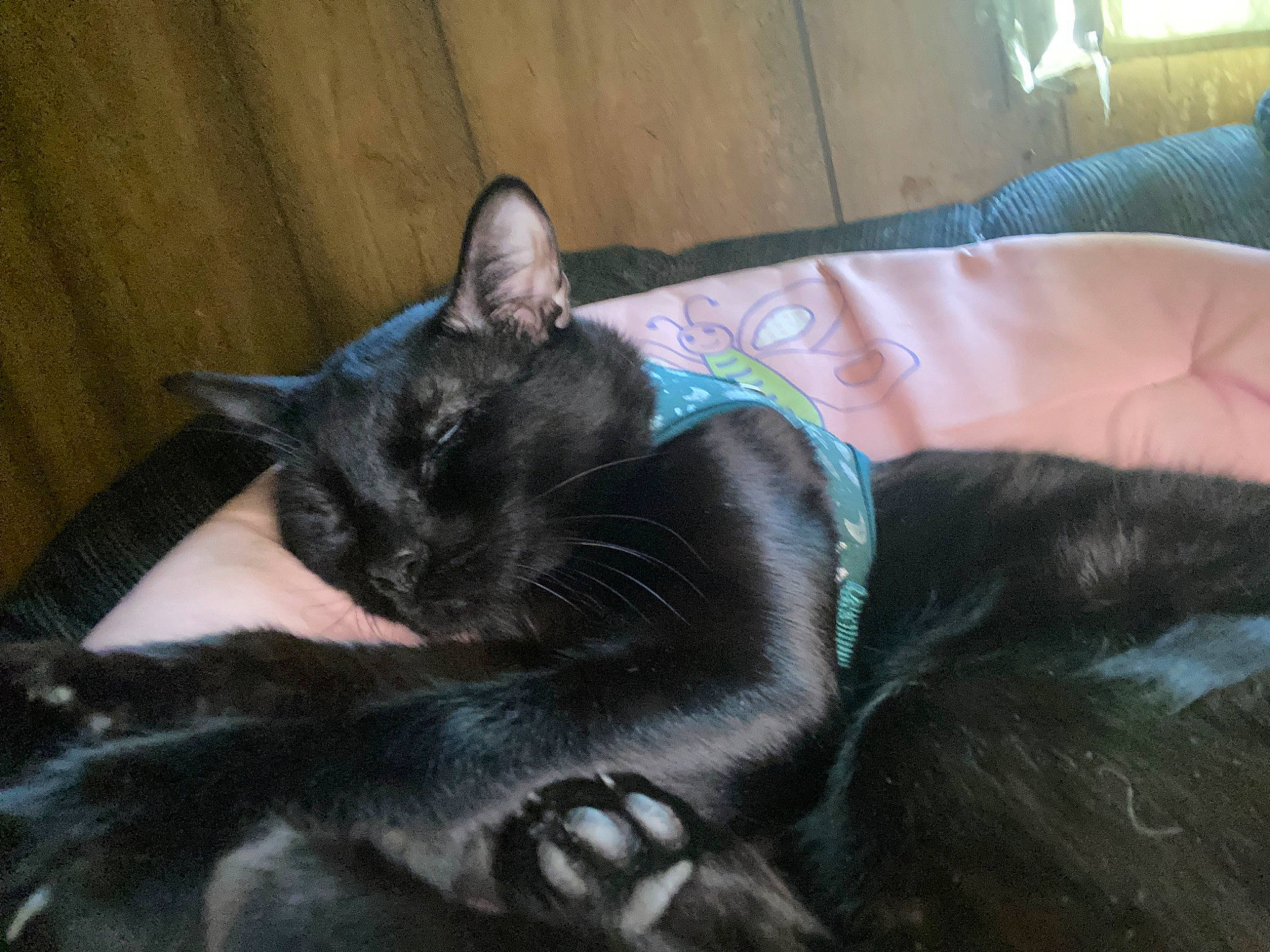 Charlie Bear is registered to the contest to win money with this photo: black_cat, bombay, carnivore, cat, claw, comfort, couch, domestic_short_haired_cat, felidae, fur, grey, paw, small_to_medium_sized_cats, tail, terrestrial_animal, whiskers
