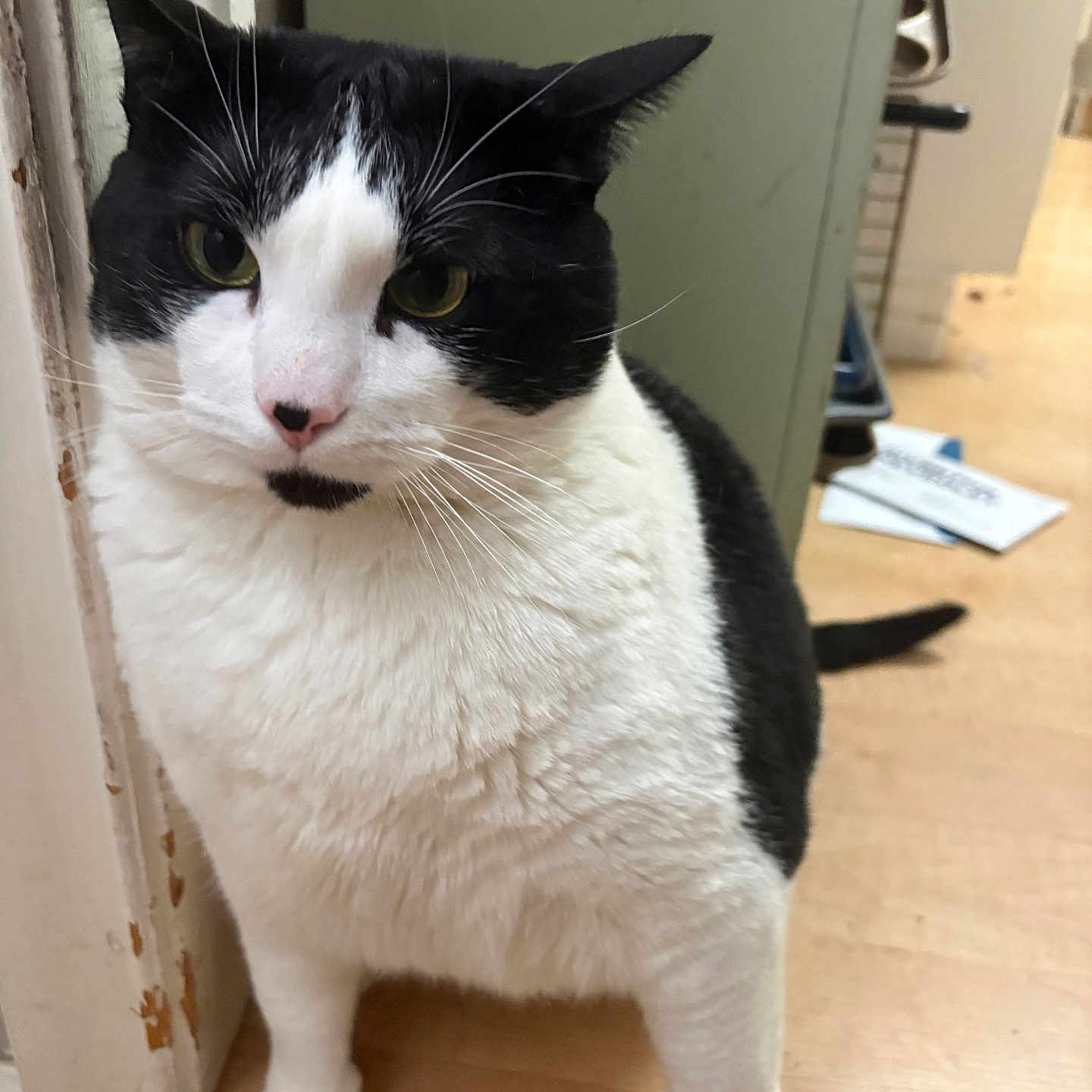 Marshall is registered to the contest to win money with this photo: cat, black_and_white, pet, indoor, curious, animal, feline, whiskers, floor, doorframe, closeup, looking, ears, tail, indoor_lighting, cute, domestic, household, standing, portrait