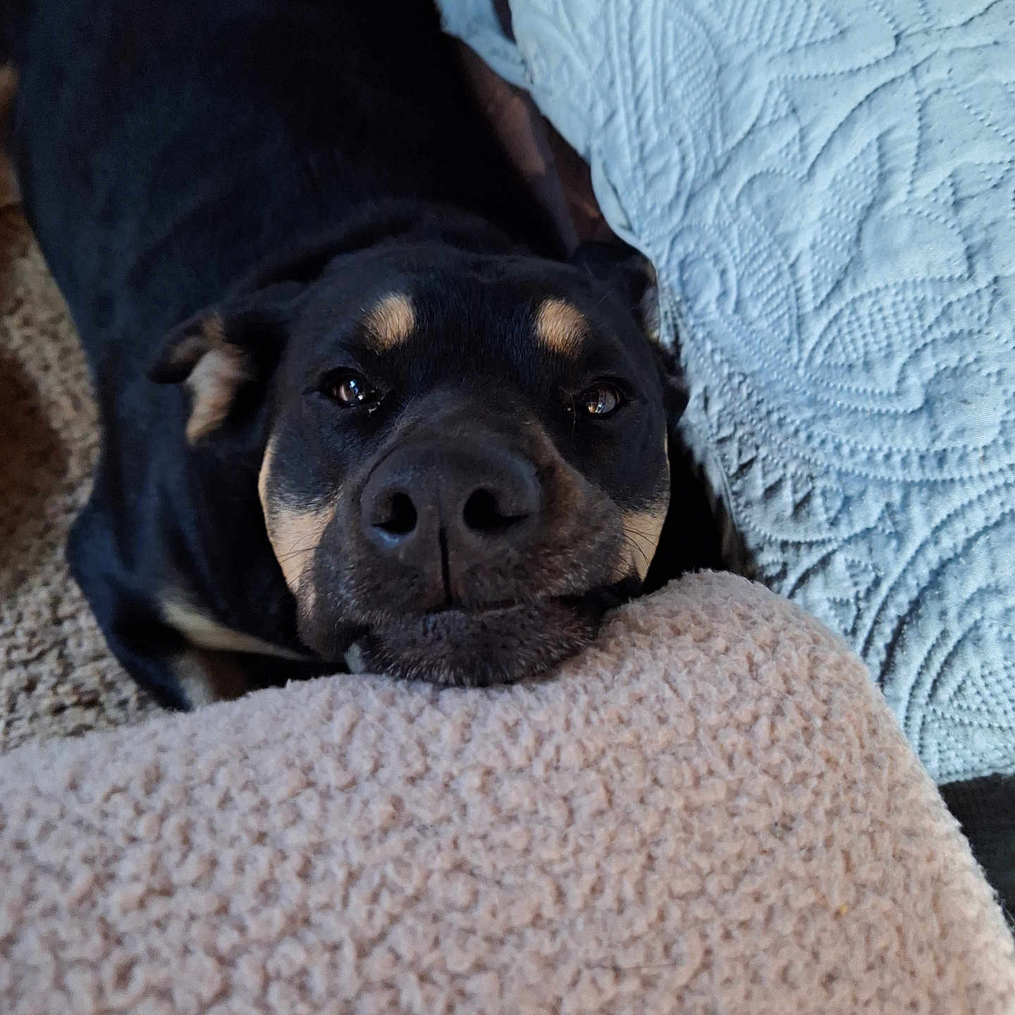 Fat Boy is registered to the contest to win money with this photo: animal, armchair, beagle, blanket, bulldog, canine, chair, couch, cushion, dog, frenchbulldog, furniture, homedecor, hound, labradorretriever, pet, pitbull, pointer, puppy, snout