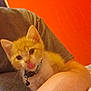 Simbah joined the competition — help win amazing prizes! kitten, cat, orange_cat, white_cat, pet, collar, bell, person, gray_shirt, hand, indoor, orange_wall, cute, playful, tongue_out, animal, feline, young_cat, domestic_cat, close_up