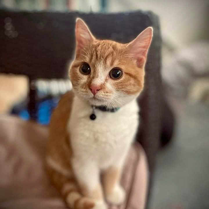 Simbah joined the competition — help win amazing prizes! alert, animal, blurred_background, cat, close_up, collar, curious, cute, domestic_animal, ears, feline, fur, indoor, orange_cat, pet, sitting, soft_focus, tail, whiskers, white_cat