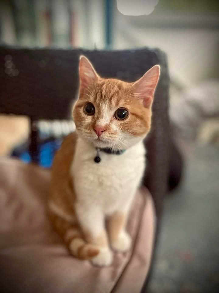 Simbah joined the competition — help win amazing prizes! cat, pet, orange_cat, white_cat, collar, indoor, curious, sitting, soft_focus, cute, feline, animal, domestic_animal, whiskers, ears, tail, close_up, blurred_background, fur, alert
