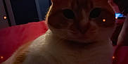 Simbah joined the competition — help win amazing prizes! cat, indoor, dim_lighting, orange_cat, white_cat, pet, relaxed, bedroom, twinkling_lights, blurred_background, furniture, lamp, red_bedspread, domestic_animal, cute, whiskers, paw, animal, resting, cozy