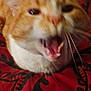 Simbah is registered to the contest to win money with this photo: cat, orange_cat, white_fur, meowing, close_up, blurry, pet, animal, whiskers, ears, mouth_open, red_background, patterned_fabric, indoor, feline, fur, cute, expression, lying_down, domestic_cat