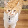 cat, orange_cat, white_cat, pet, indoor, floor, wooden_floor, tile_floor, collar, tag, qr_code, animal, curious, whiskers, ears, tail, four_legs, close_up, looking, domestic_cat