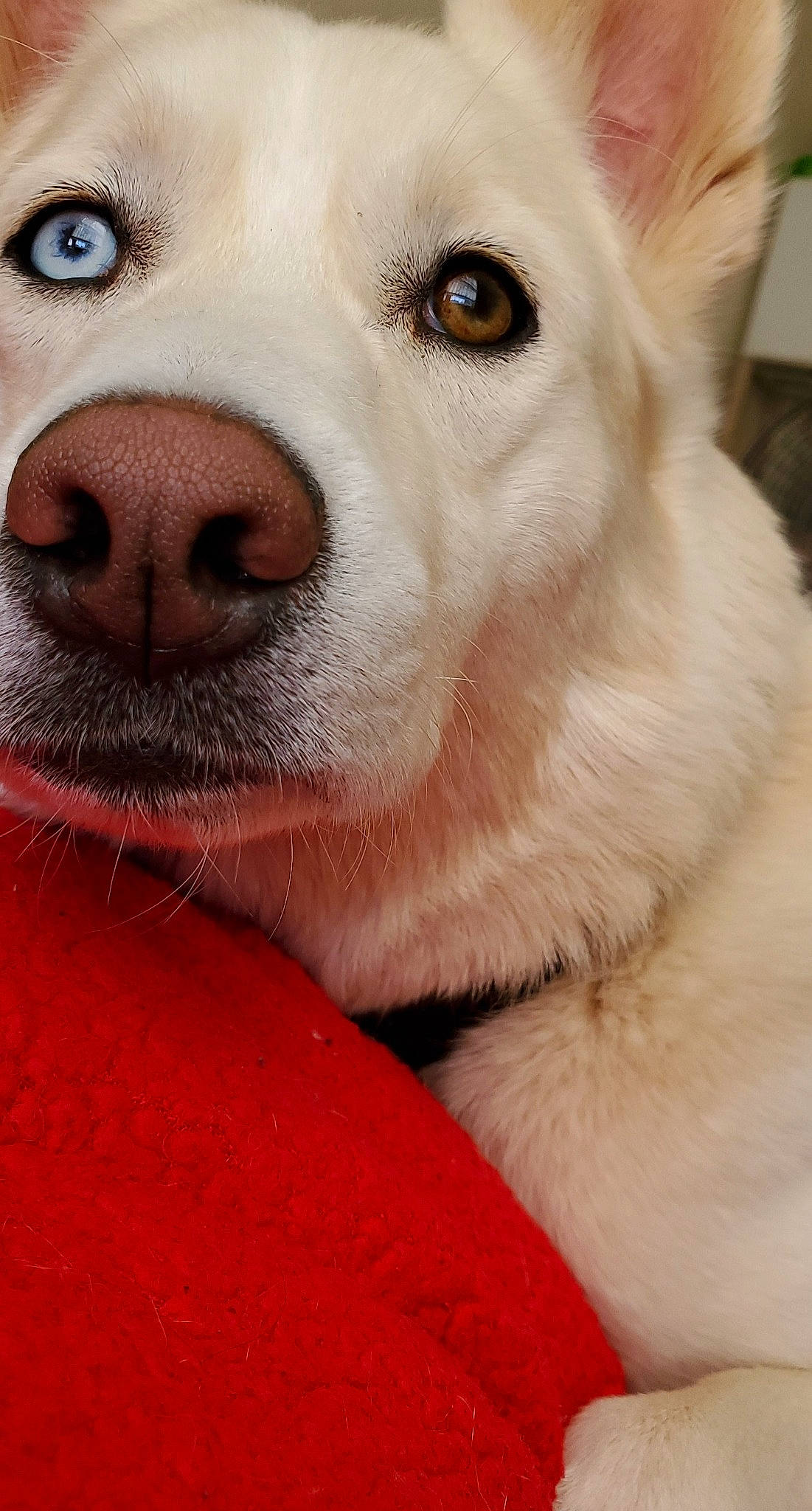 Buddy is registered to the contest to win money with this photo: canidae, carnivore, close_up, dog, dog_breed, eye, fur, kintamani, korean_jindo_dog, labrador_husky, mammal, mouth, nose, photography, rare_breed_dog, siberian_husky, skin, snout, vertebrate, whiskers