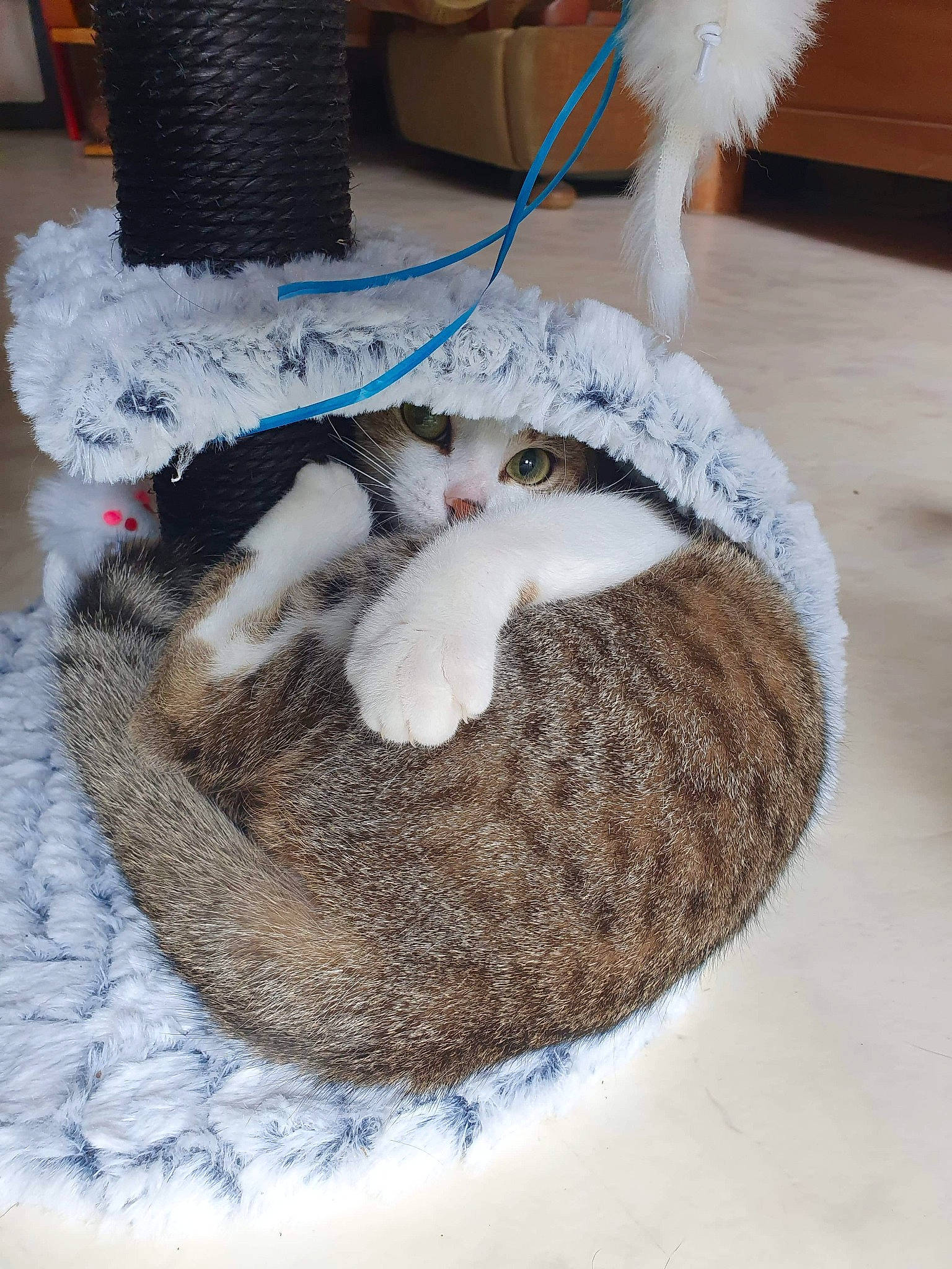 Chippie a rejoint le concours — aidez-le/la à gagner de superbes lots ! bag, carnivore, cat, cat_bed, cat_supply, fawn, felidae, grey, luggage_and_bags, mammal, small_to_medium_sized_cats, stuffed_toy, tail, toy, vertebrate, whiskers, winter, wood, wool, woolen