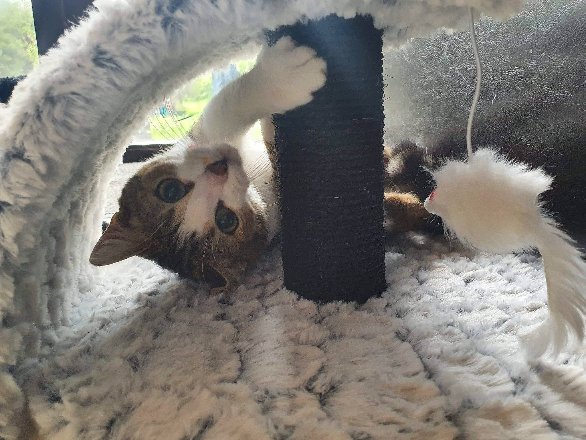 Chippie participe au concours pour gagner de l'argent avec cette photo : automotive_tire, bone, carnivore, cat_bed, fang, fashion_accessory, felidae, fur, jaw, mammal, natural_material, paw, rim, skull, small_to_medium_sized_cats, snout, tail, terrestrial_animal, whiskers, wildlife