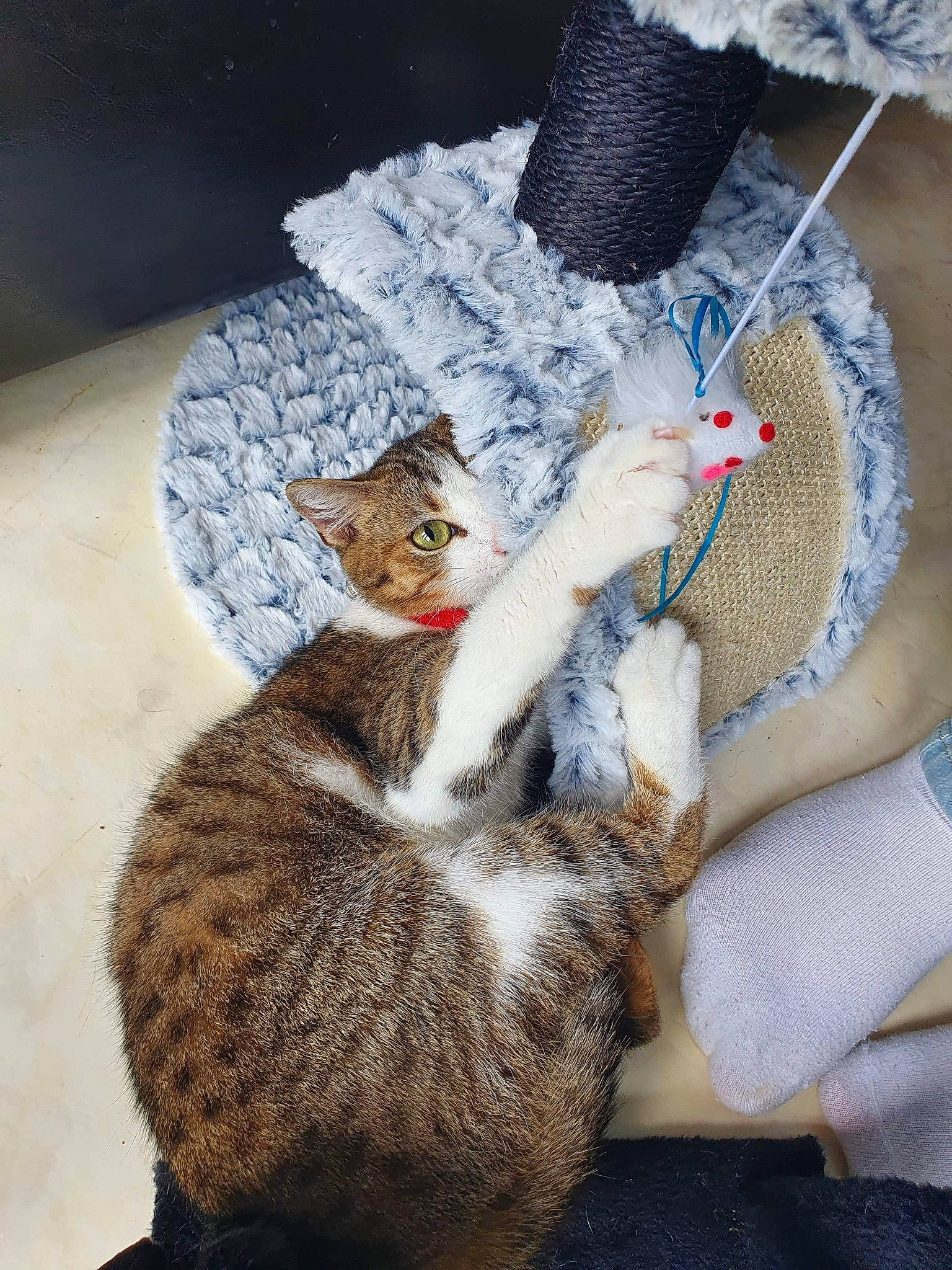 Chippie a rejoint le concours — aidez-le/la à gagner de superbes lots ! carnivore, cat, claw, comfort, costume_hat, domestic_short_haired_cat, fashion_accessory, felidae, fur, hat, linens, paw, small_to_medium_sized_cats, stuffed_toy, tail, thread, whiskers