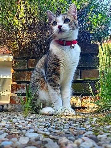 Chippie participe au concours pour gagner de l'argent avec cette photo : carnivore, cat, domestic_short_haired_cat, felidae, fur, garden, grass, herbaceous_plant, leaf, paw, plant, road_surface, sitting, small_to_medium_sized_cats, snout, tail, terrestrial_animal, tree, whiskers