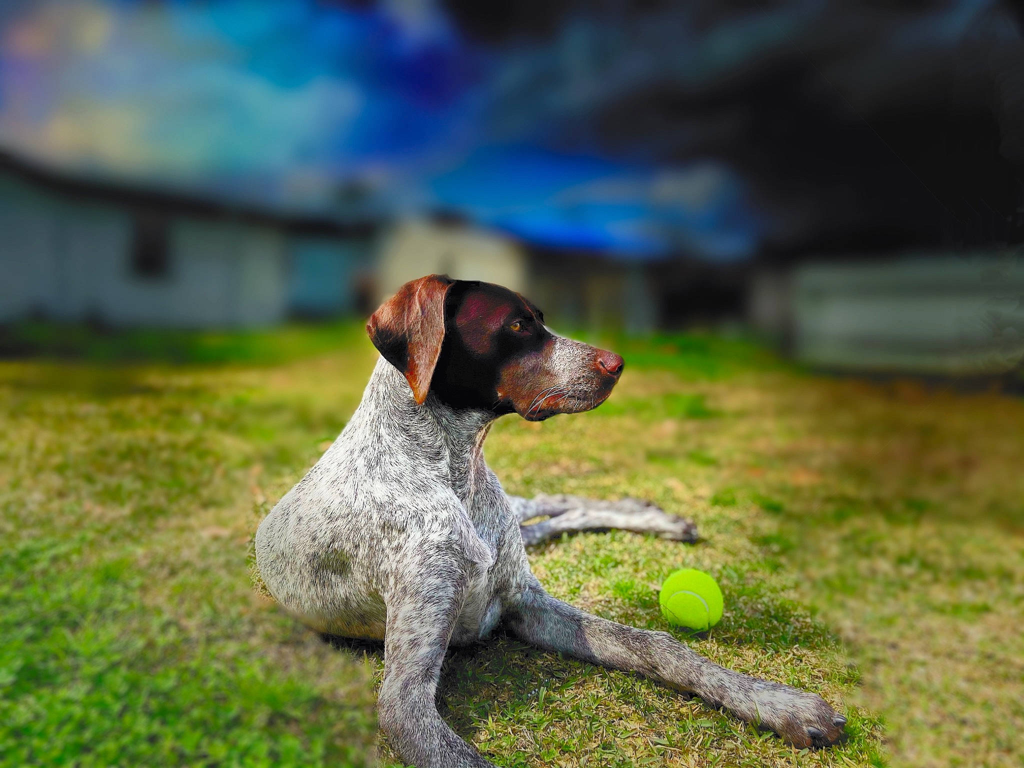 Finn joined the competition — help win amazing prizes! ball, canidae, carnivore, cloud, companion_dog, dog, dog_breed, grass, landscape, lawn, plant, pointing_breed, sky, soil, sporting_group, sports_equipment, tennis_ball, terrier, water, wood