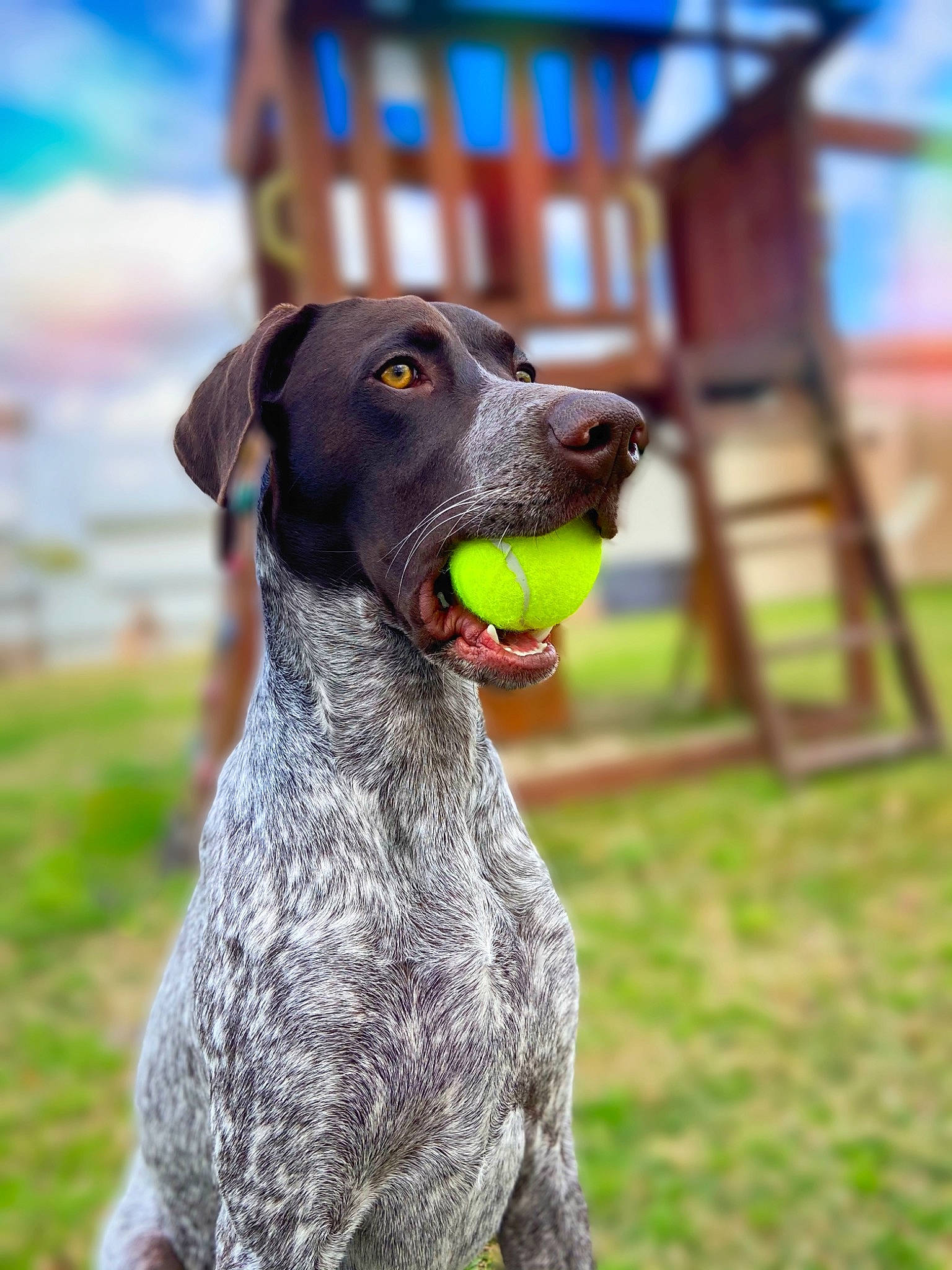 Finn joined the competition — help win amazing prizes! braque_francais, canidae, carnivore, collar, companion_dog, dog, dog_breed, dog_collar, dog_supply, fawn, grass, gun_dog, hound, liver, pet_supply, snout, sporting_group, terrestrial_animal, working_animal, working_dog