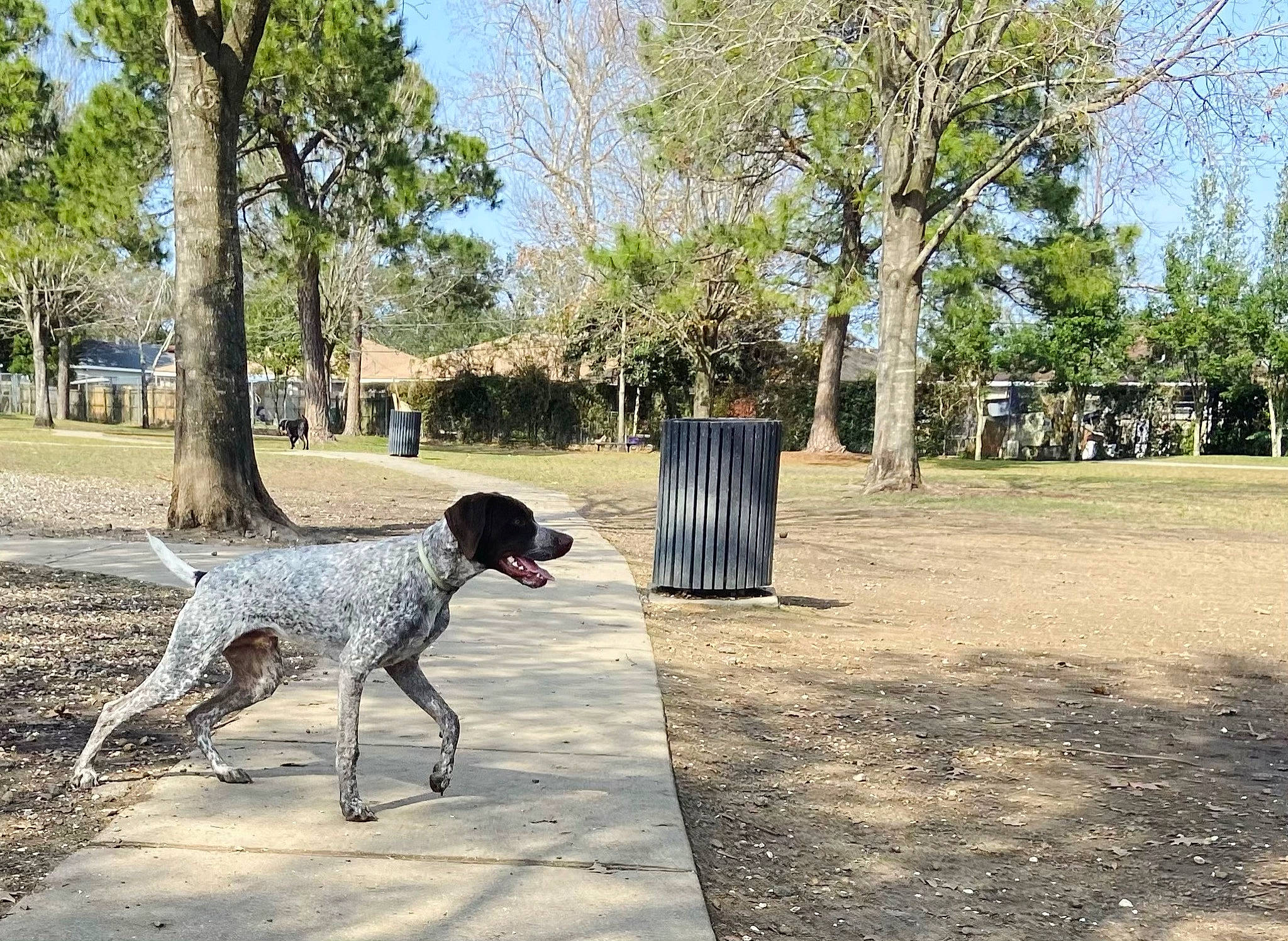 Finn joined the competition — help win amazing prizes! art, canidae, carnivore, companion_dog, dog, dog_breed, fawn, grass, landscape, leisure, plant, pointing_breed, shade, sidewalk, sky, soil, sporting_group, tail, tree, working_animal