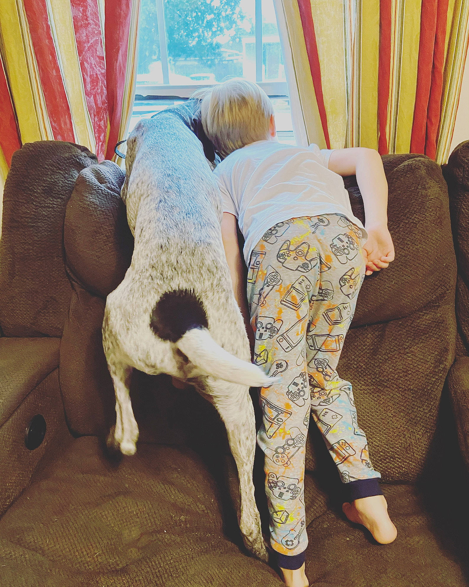 Finn is registered to the contest to win money with this photo: barefoot, comfort, companion_dog, couch, curtain, dog, dog_breed, fawn, flooring, foot, furniture, human_leg, knee, linens, living_room, textile, thigh, waist, working_animal, yoga_pant