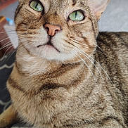 Jasper joined the competition — help win amazing prizes! cat, tabby, green_eyes, close_up, furry, whiskers, indoor, pet, animal, relaxed, resting, soft_surface, cute, domestic_cat, feline, portrait, looking_up, striped, cozy, mammal