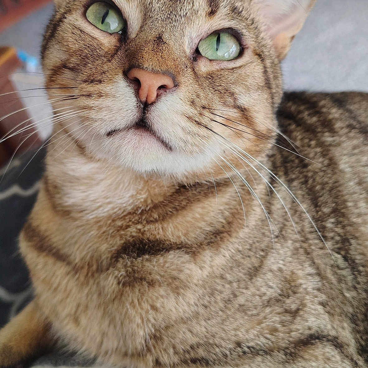Jasper joined the competition — help win amazing prizes! animal, cat, close_up, cozy, cute, domestic_cat, feline, furry, green_eyes, indoor, looking_up, mammal, pet, portrait, relaxed, resting, soft_surface, striped, tabby, whiskers