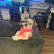 Star joined the competition — help win amazing prizes! dog, pink_harness, couch, living_room, home_office, computer_monitors, office_chair, printer, wooden_floor, window_blinds, desk, pet, small_dog, furniture, indoor, technology, electronics, relaxing, curious, cozy