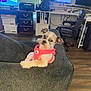 dog, pink_harness, couch, living_room, home_office, computer_monitors, office_chair, printer, wooden_floor, window_blinds, desk, pet, small_dog, furniture, indoor, technology, electronics, relaxing, curious, cozy