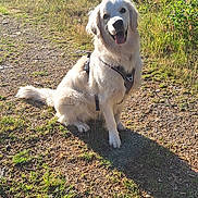 Vaïko participe au concours pour gagner de l'argent avec cette photo : dog, golden_retriever, outdoor, forest, sunlight, grass, path, nature, pet, animal, happy, sitting, canine, daylight, greenery, leaves, shadow, friendly, fur, tongue