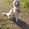 dog, golden_retriever, outdoor, forest, sunlight, grass, path, nature, pet, animal, happy, sitting, canine, daylight, greenery, leaves, shadow, friendly, fur, tongue