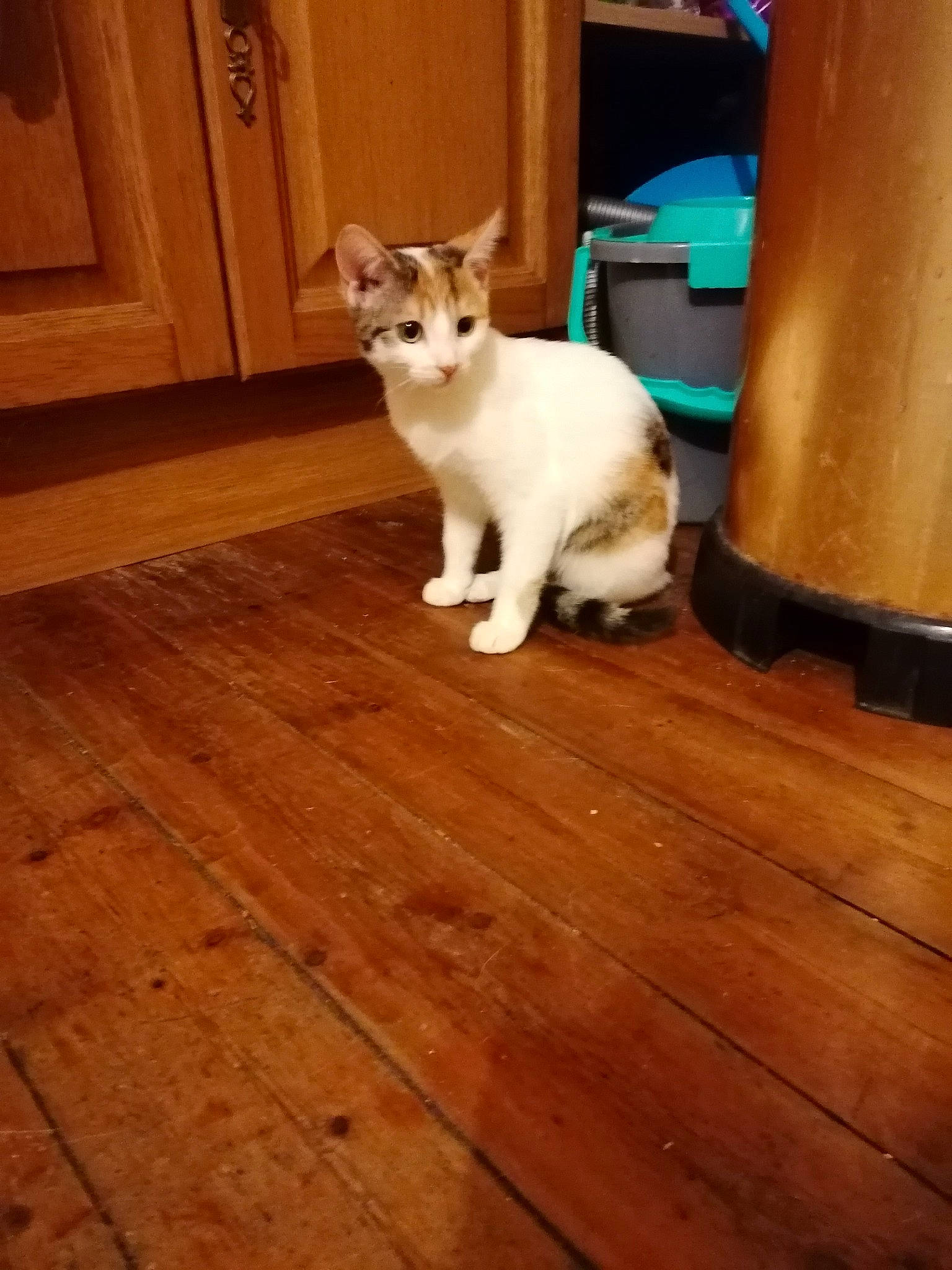 Bella participe au concours pour gagner de l'argent avec cette photo : carnivore, cat, fawn, felidae, floor, flooring, hardwood, kitten, laminate_flooring, mammal, ojos_azules, singapura, small_to_medium_sized_cats, tail, whiskers, wood, wood_flooring